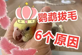 鹦鹉拔毛自残，是身体问题还是心理问题？知道原因后好心疼视频封面