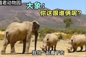 两头犀牛遇到大象还想和大象过过招，大象分分钟教它俩做小牛视频封面