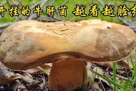 小伙无意中捡到奇葩菌，从正面看越来越脸红，这牛肝菌开挂了视频封面