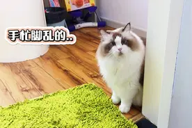 铲屎官第一次做饭，把猫急的一直嗷嗷叫视频封面