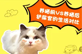 养猫前vs养猫后，铲屎官：生活变化大，但不后悔#居家铲屎官#