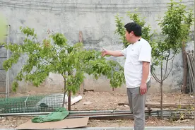 果树打完农药下面的草鹅还能吃吗？老张：吃肯定能吃但是要这样办