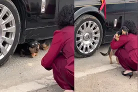狗狗不舍主人出嫁，守在婚车旁不愿离开，被抱走时更是留下眼泪视频封面