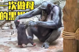 猩猩第一次做妈妈，不知道如何带娃，把幼崽折腾的够呛！视频封面
