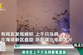 西宁：闹市区上千只乌鸦聚集盘旋 动物专家回应原因视频封面