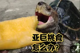 新手养亚州巨龟10问：5、亚州巨龟只吃肉不吃青菜，挑食怎么办？