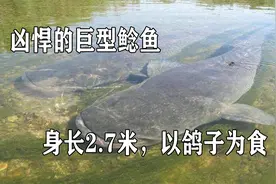 身长2.7米，重293公斤，以鸽子为食，巨型鲶鱼为何如此凶悍视频封面