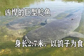 身长2.7米，重293公斤，以鸽子为食，巨型鲶鱼为何如此凶悍视频封面