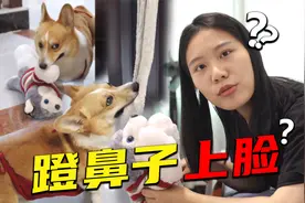 发现主人蹬鼻子上脸后，狗子竟然直接把门给锁了？这狗也太牛了！视频封面
