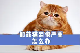 加菲猫泪痕严重怎么办？这几个办法，有点经验的铲屎官都知道视频封面