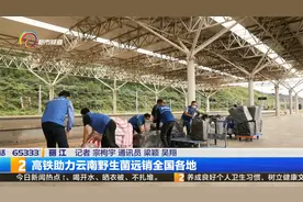 高铁助力云南野生菌远销全国各地视频封面
