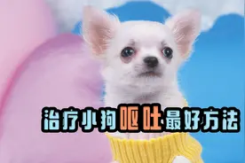 小狗呕吐了，治疗小狗呕吐最好方法