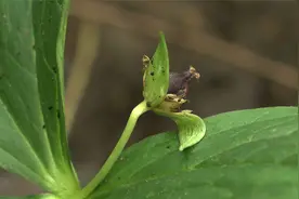 头顶一颗珠，神农架四大名药之一，都有哪些疗效？视频封面