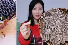 向日葵长出“黄金瓜子”！ 把瓜子全部剥下来，过程超解压视频封面