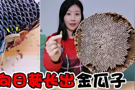向日葵长出“黄金瓜子”！ 把瓜子全部剥下来，过程超解压