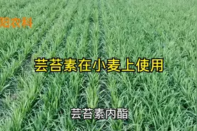芸苔素内酯在小麦一季喷施3～4遍，每亩最多增产200斤视频封面
