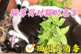 作为猫圈黄赌毒，猫薄荷对猫的危害有多大？视频封面