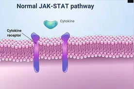 JAK抑制剂与JAK-STAT通路（高清动画）视频封面