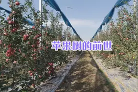 苹果树的前世了解一下视频封面