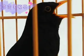 乌鸫鸟儿叫声绝妙，鹰啸雀噪还会喜鹊叫，十几种花口连唱婉转流畅视频封面
