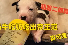 国内第一奶牛加纳利，翘这二郎腿吃饭，难道这是未来犬舍一姐？视频封面