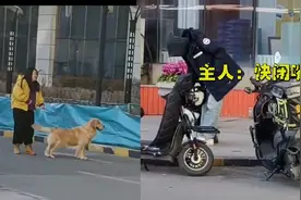 哈士奇和金毛打架输了当街“痛哭”，主人羞得无地自容视频封面