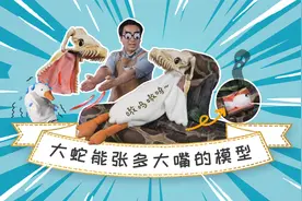 嘴张太大会导致嘴巴脱臼？来看看蟒蛇能张多大～视频封面
