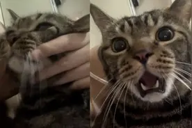 猫咪被主人亲了一口，长大嘴巴一脸震惊，随后反应主人笑翻了视频封面