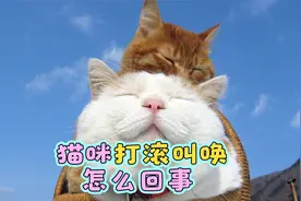 猫咪打滚叫唤怎么回事视频封面