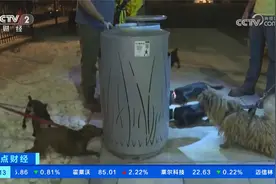 美国华盛顿：鼠患严重 “狗拿耗子”效果显著视频封面