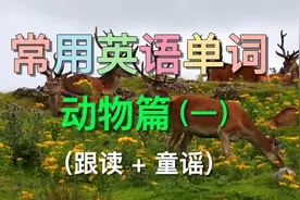 常见动物英语单词 （一）| 各种动物用英语如何发音? | 认识动物视频封面