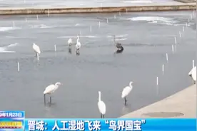 晋城：人工湿地飞来“鸟界国宝”视频封面