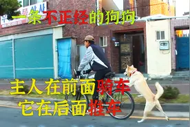 狗狗每天推着自行车行走40公里，走在大街上，路人看见全都懵了视频封面