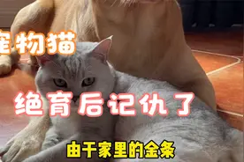 猫咪绝育后竟然记仇了该怎么办？视频封面
