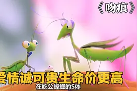 为了活下来，公螳螂拼命逃离拒绝母螳螂的示爱，它能逃脱吗？视频封面