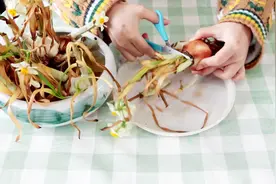 水仙开完花只能扔掉吗？，这样处理之后，明年还能继续开花视频封面