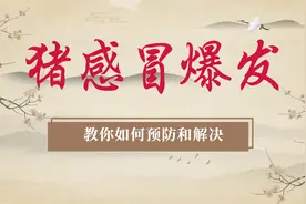 全国猪感冒模式开启，2个典型案例分享，教你如何快速解决问题视频封面