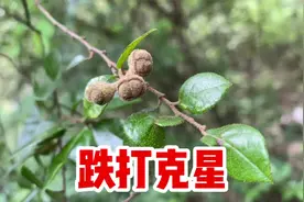 檵木也叫白花檵木，号称“天然创口贴”，把叶子捣碎作用厉害了