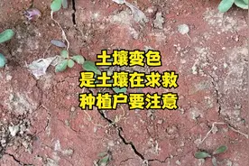 土壤变绿、变红、变白，是土壤在向你求救，种植户要注意了！视频封面