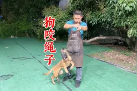 拿上牵引绳狗就开始咬？训犬师教你一招纠正，简单直接有效视频封面