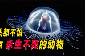 盘点那些可以永生不死的动物，第三名可以在外太空生存视频封面