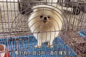 犬舍淘汰下的博美，在笼子里见人就暴冲吼叫！气势汹汹地叫个不停视频封面
