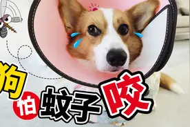狗狗怕不怕蚊子咬？这个问题还有谁想知道？视频封面