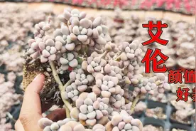 艾伦多肉上色了，用沙控养的状态堪比桃蛋！关键比桃蛋好养活！视频封面