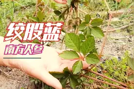 被称为南方人参的绞股蓝，用它泡茶喝对人有啥好？早看早受益！视频封面