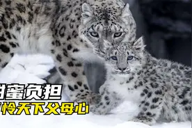 以母之名：雪豹母亲为孩子屡败屡战，再累也心甘情愿视频封面