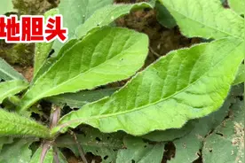 地胆头也叫土柴胡，客家人用它来煲汤，价值厉害了！遇到挖一些视频封面