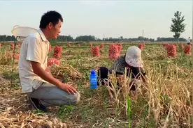 70岁老太太挖大蒜，一天能挣100块钱，看看她是怎么干活的