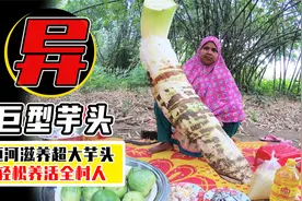 印度巨型芋头半人高，几个就能喂饱全村人，国内为什么不引进？视频封面