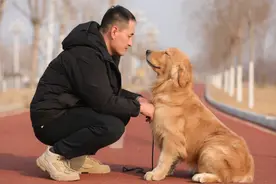 为什么金毛会成为寻回猎犬，它有什么优势呢？视频封面